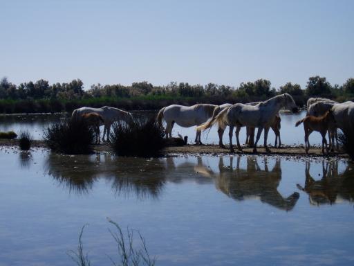 Chevaux Camargue avec poulains dans marais