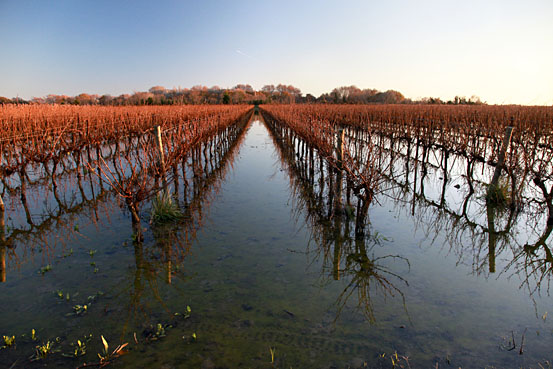 Vignes inondées en hiver © Pauline Daniel