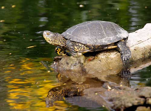 Tortue Cistude © Marc Thibault