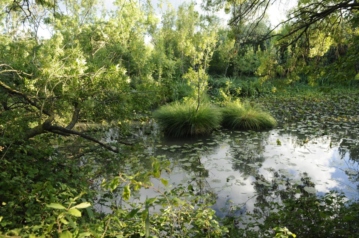 Marais de Beauchamps