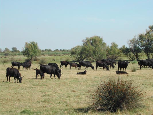 Taureaux Camargue