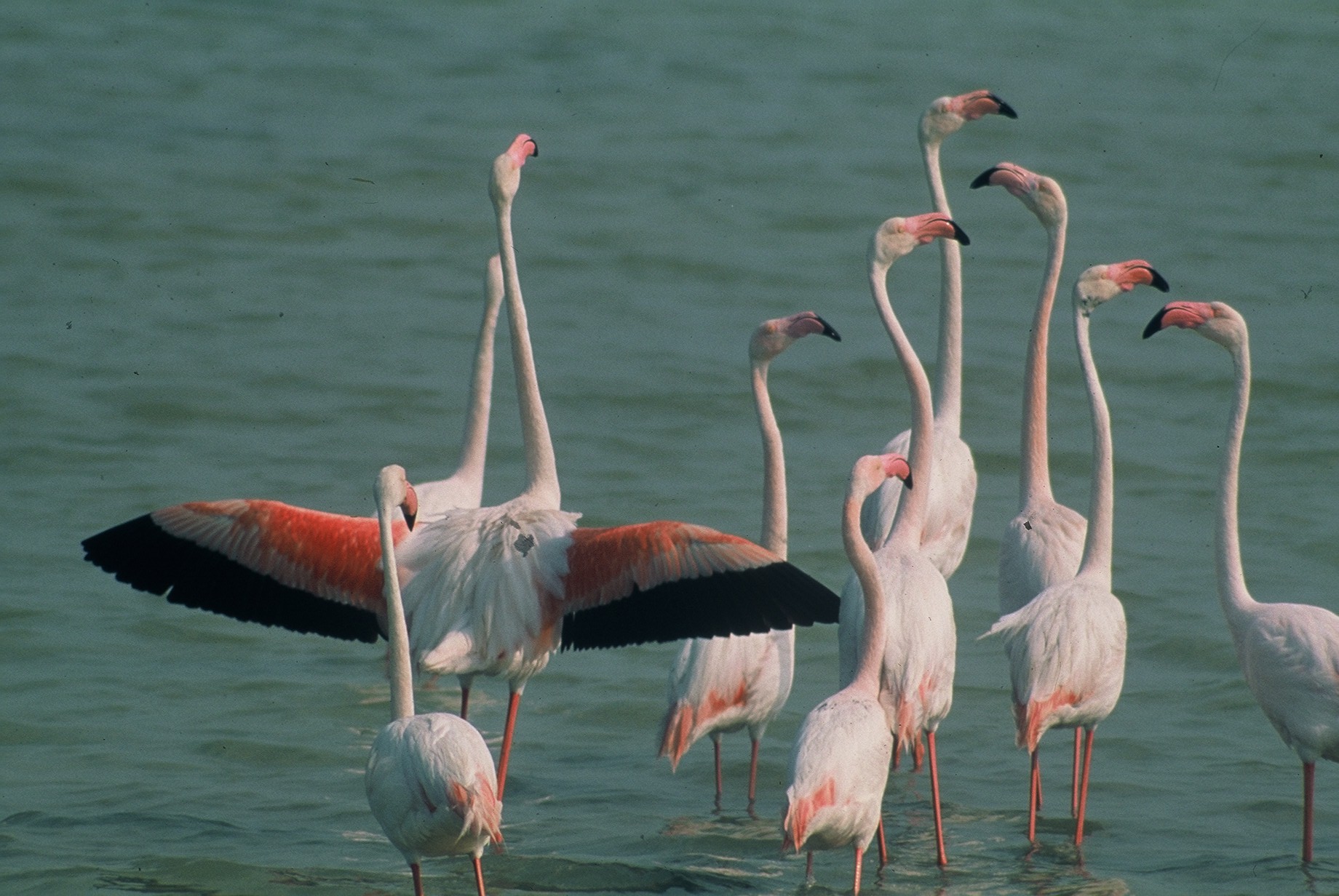 Flamant rose © Emmanuel Vialet