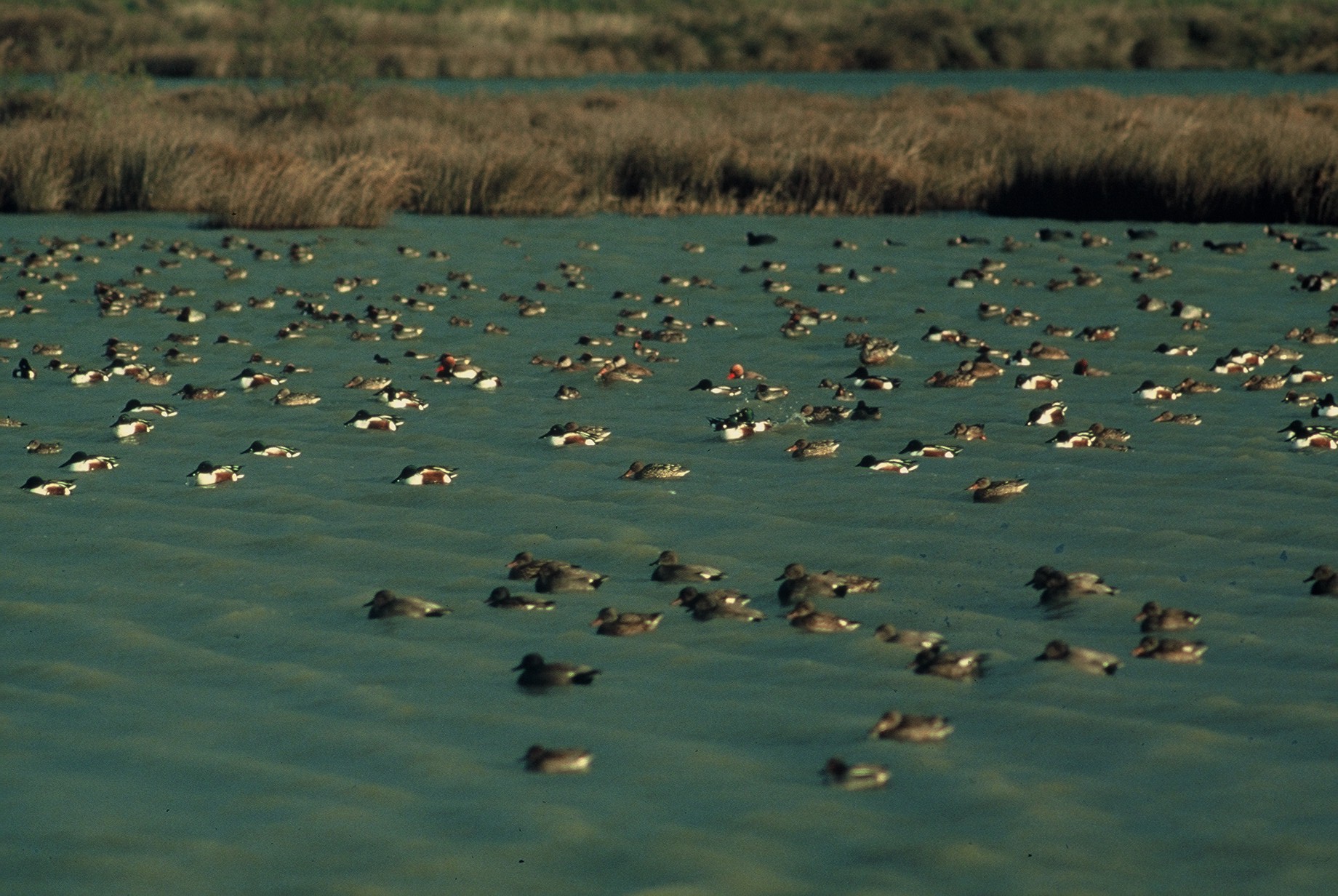 Remise de canard  © Emmanuel Vialet