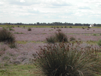 Sansouire et saladelle fin août © Julien Faure /Parc naturel régional de Camargue