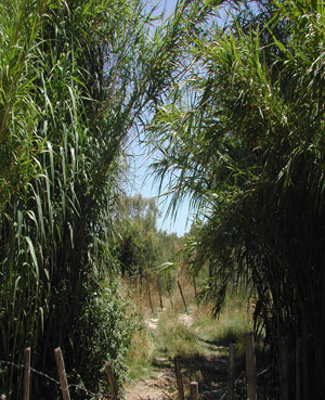 Canne de Provence