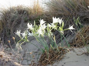 Lys des sables