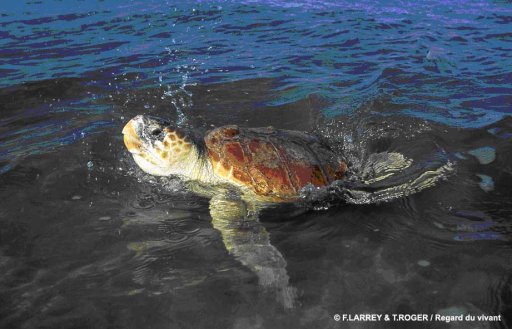 tortue_caouanne_Regard_du_vivant