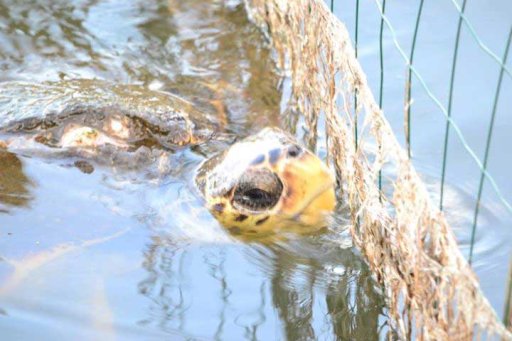 tortue_caouanne_centre_habilitation_Arlaud