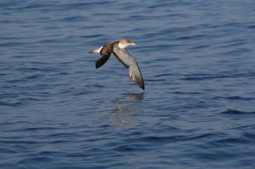 Puffin_cendré © Parc national de Port-Cros